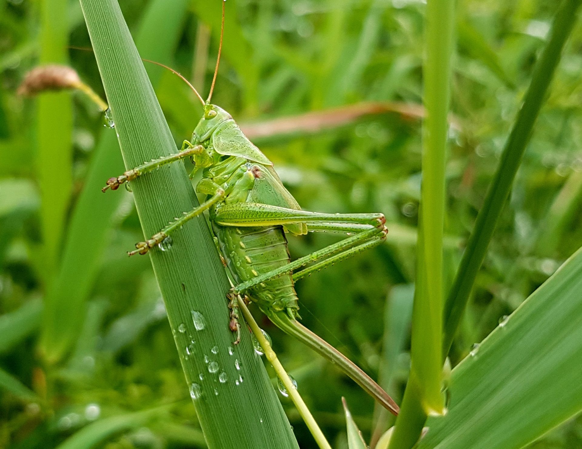 Pest Control in Overland Park KS