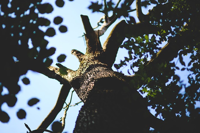 emerald ash borer disease control