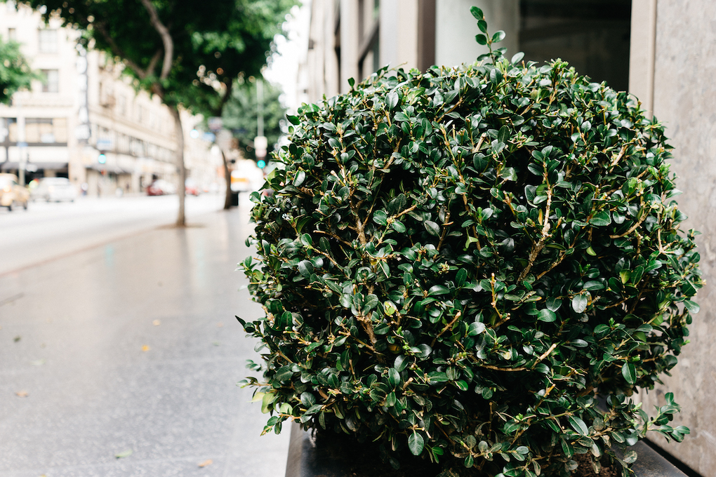 tree and shrub disease control 