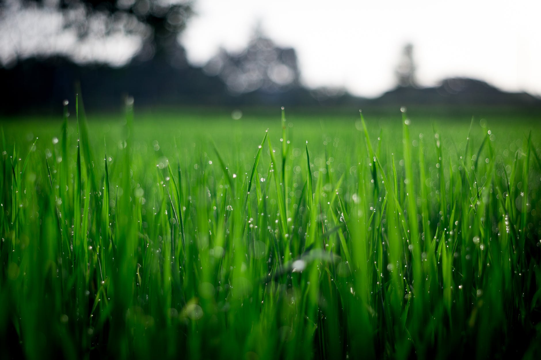 Overland Park Lawn Fertilization Company: