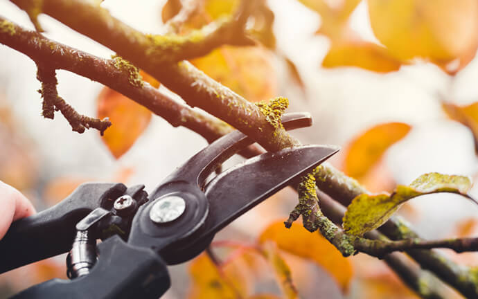 Tree & Shrub Trimming