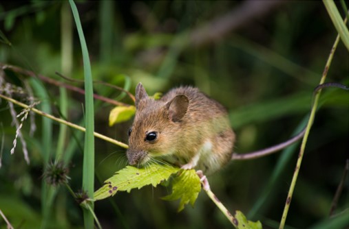 Overland Park Pest Control