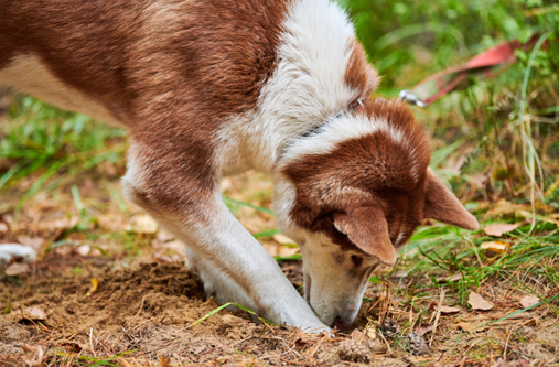 Lawn Care in Overland Park 