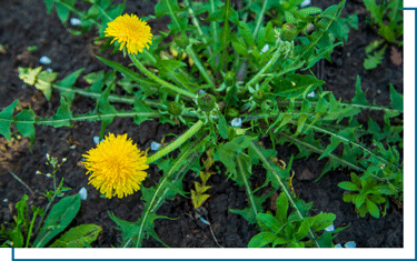 lawn-weed-control