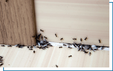 ants in home image