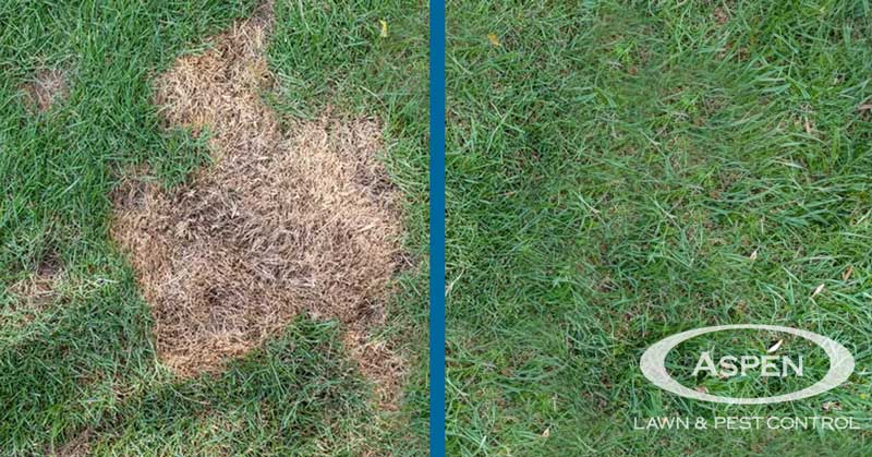 before-after-seeding