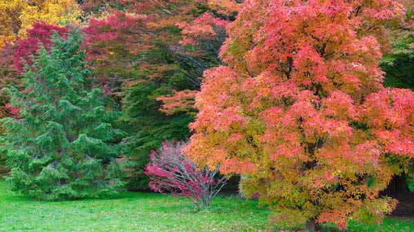 Healthy trees produce the most vibrant fall colors.