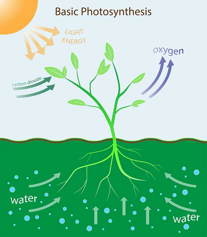 leaf-photosynthesis