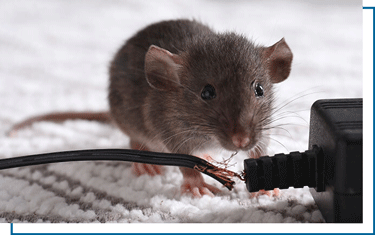 rodent-control-mouse