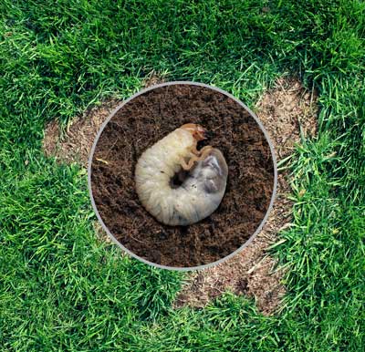 lawn-grub-image