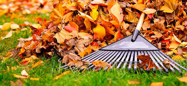 rake-and-leaves-on-lawn