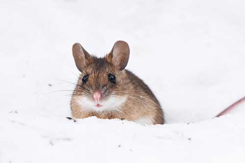 mouse-grass-snow-cover-image