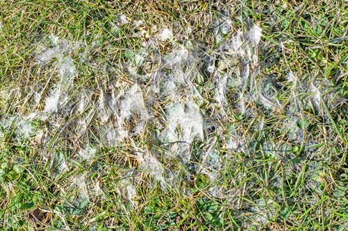 snow-mold-image