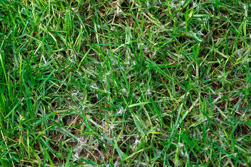 snow-mold-on-grass-img