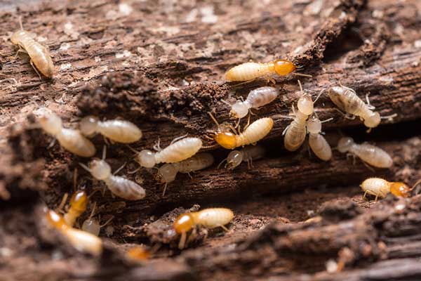 termites-on-wood-image