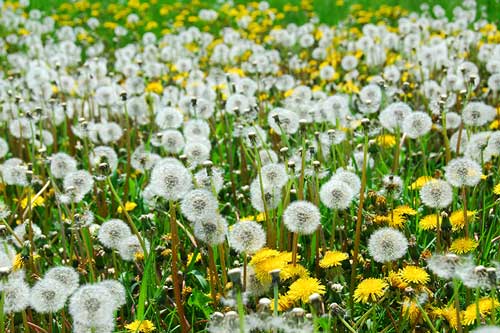 dandelion-flower-and-seed