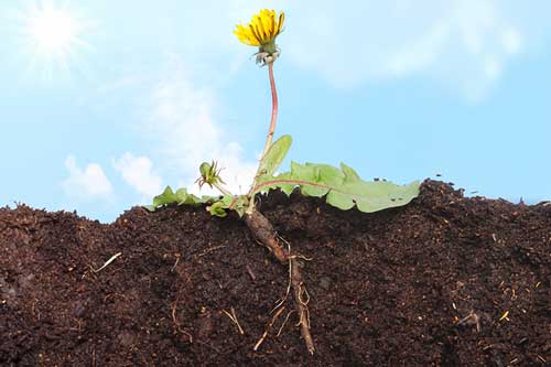 dandelion-root