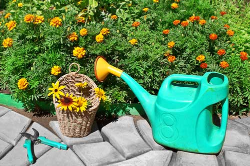 marigold-plants-repel-mosquito-img